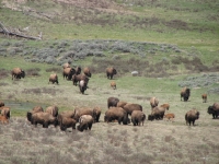 Lots of bison